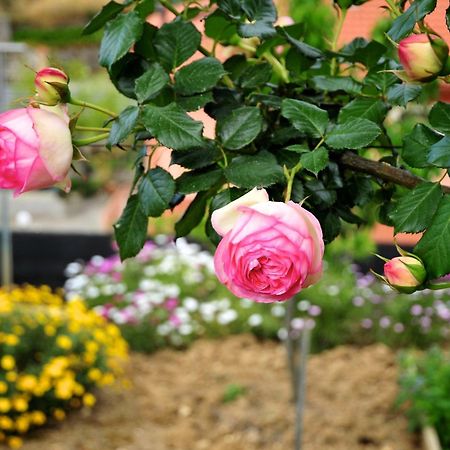Le Rose Villa San Biagio della Cima Buitenkant foto