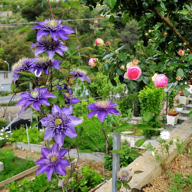 Le Rose Villa San Biagio della Cima Buitenkant foto