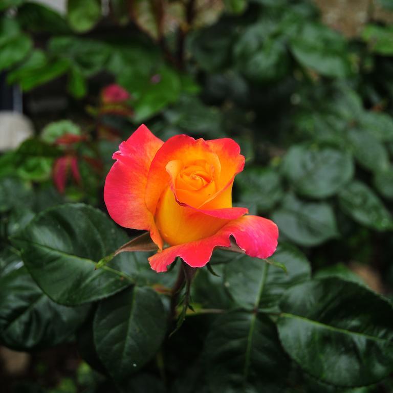 Le Rose Villa San Biagio della Cima Buitenkant foto