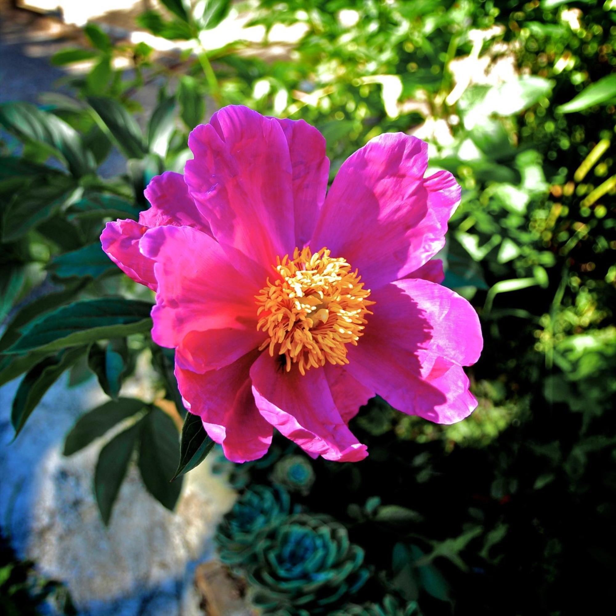 Le Rose Villa San Biagio della Cima Buitenkant foto