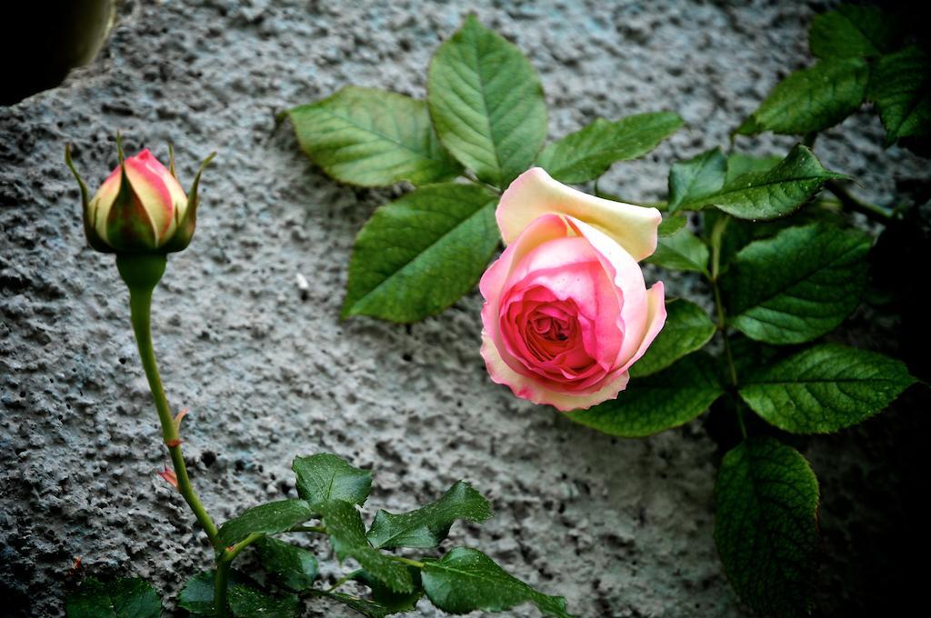 Le Rose Villa San Biagio della Cima Buitenkant foto