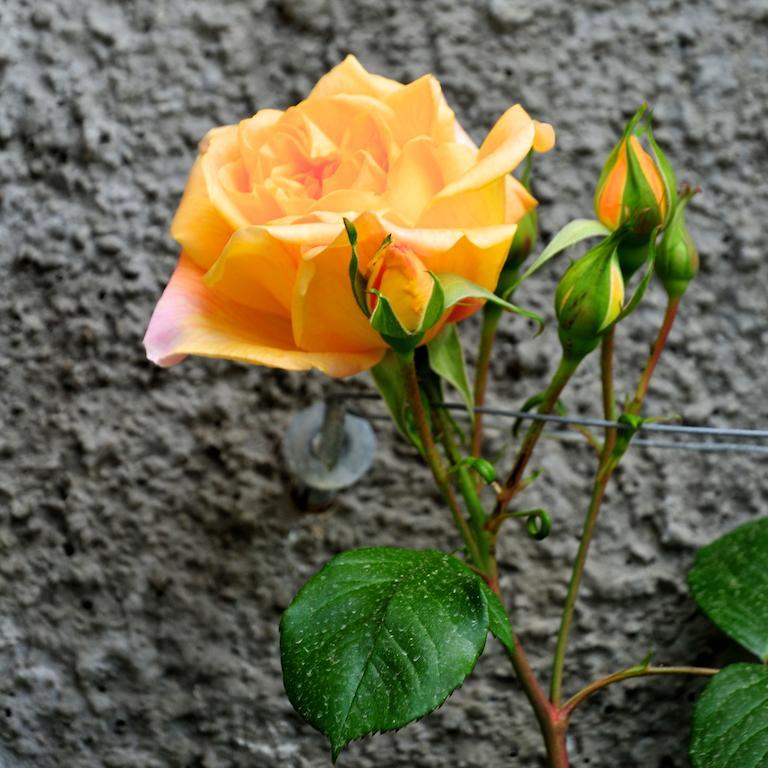 Le Rose Villa San Biagio della Cima Buitenkant foto
