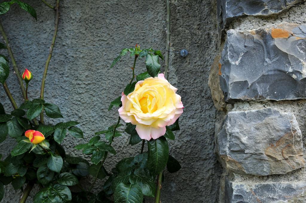 Le Rose Villa San Biagio della Cima Buitenkant foto