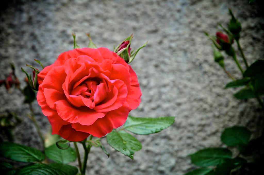 Le Rose Villa San Biagio della Cima Buitenkant foto