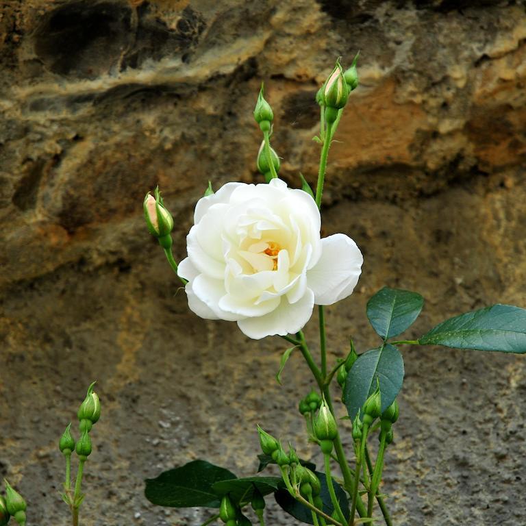 Le Rose Villa San Biagio della Cima Buitenkant foto