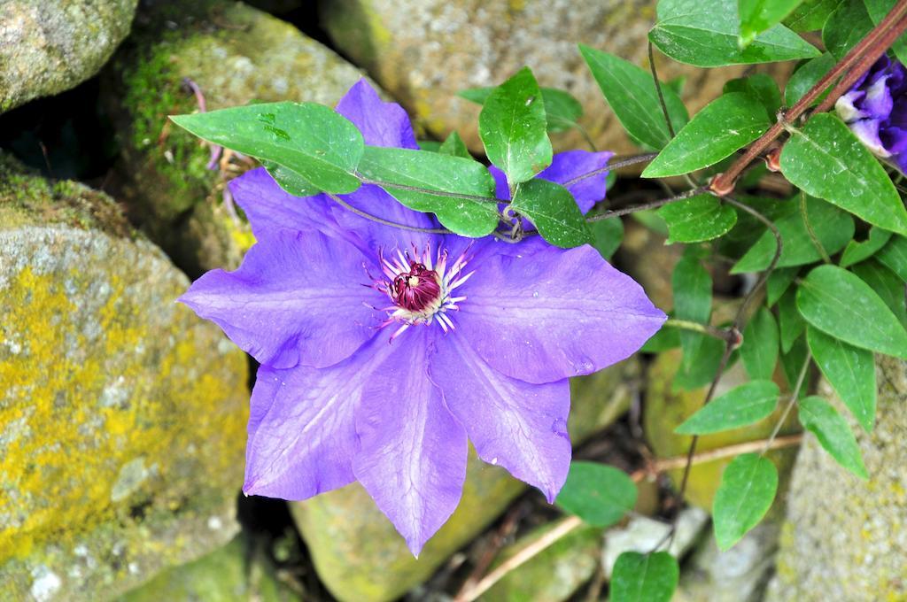 Le Rose Villa San Biagio della Cima Buitenkant foto
