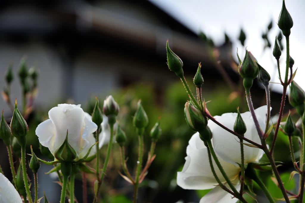 Le Rose Villa San Biagio della Cima Buitenkant foto