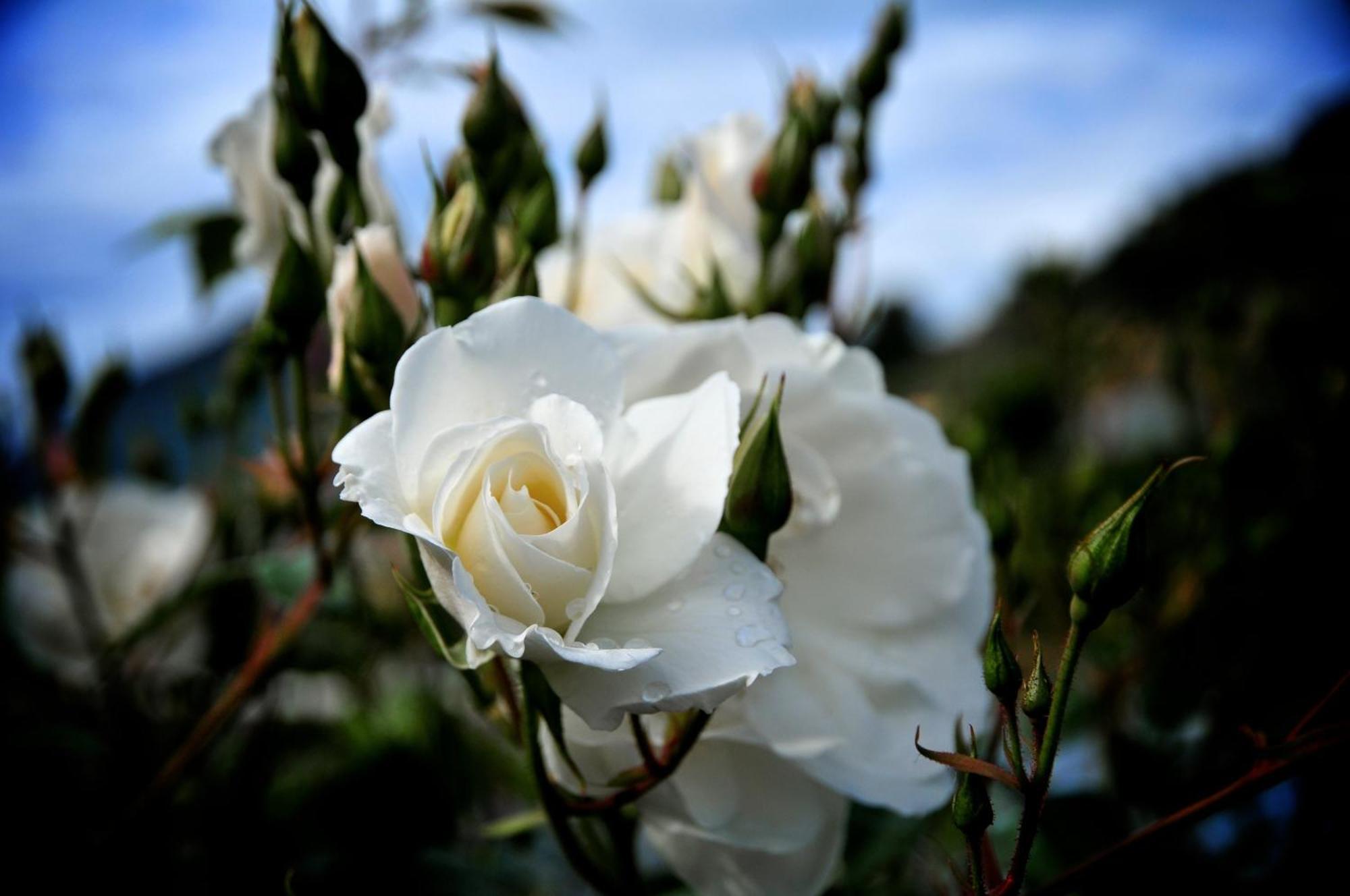 Le Rose Villa San Biagio della Cima Buitenkant foto